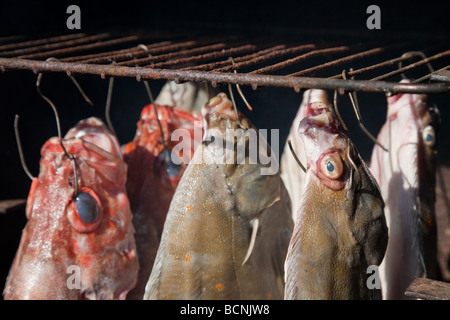 Smoked flatfish turbot and sea perch in home made fumigate oven Stock Photo