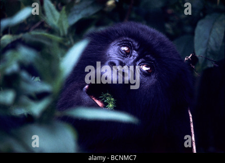 Young mountain gorilla of the Suza Group feeding on plants in the forest, Karisimbi mountain Volcanoes National Park, Rwanda Stock Photo