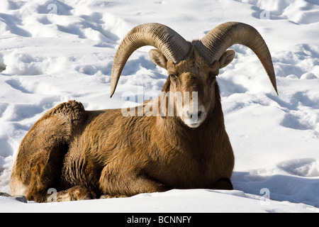 A bighorn mountain sheep ram resting on a snow covered meadow. Stock Photo