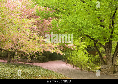 Cherry blossom season at the Brooklyn Botanic Garden in late April Stock Photo