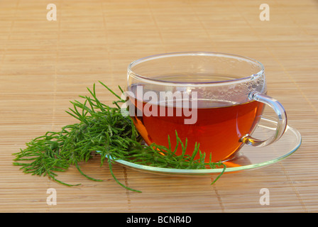 Tee Ackerschachtelhalm tea field horsetail 03 Stock Photo