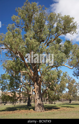 Eucalyptus Tree Gundagai Southern New South Wales Australia Stock Photo