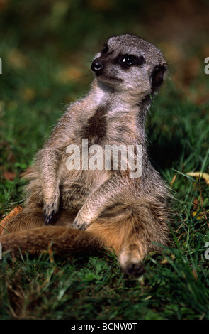 Suricata suricatta Meerkat Stock Photo