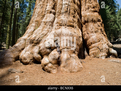 A view of enormous size of trunk of world's largest living tree, General Sherman Tree, in Sequoia National Park of California. Stock Photo