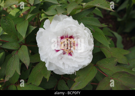 common peony Paeony officinalis Alba plena close up of flower