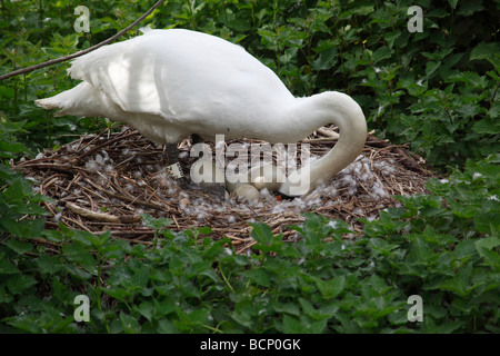 Mute swan Cygnus olor turning eggs in nest Stock Photo