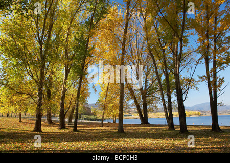 Autumn Trees at Boat Ramp Picnic Area by Khancoban Pondage Snowy Mountains Southern New South Wales Australia