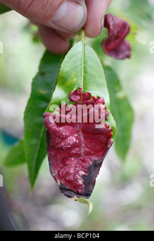 peach leaf curl Taphrina deformans close up on almond leaf Stock Photo