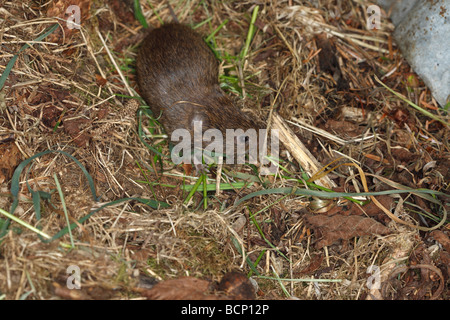 Short tailed field vole Microtus agrestis moving over ground Stock Photo