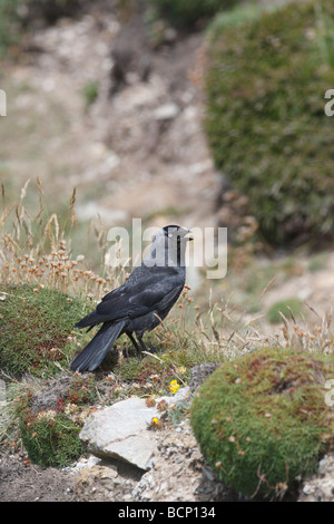 Jackdaw Corvus monedula perching on cliff face Stock Photo