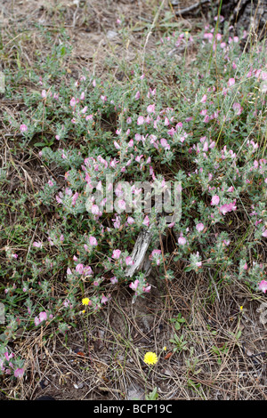 rest harrow Ononis repens plants in flower Stock Photo