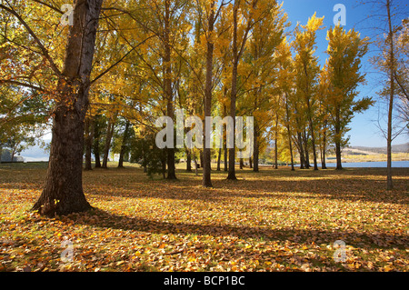 Autumn Trees at Boat Ramp Picnic Area by Khancoban Pondage Snowy Mountains Southern New South Wales Australia