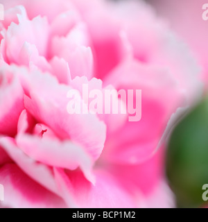 ethereal image of carnation and bud fine art photography Jane Ann Butler Photography JABP377 Stock Photo