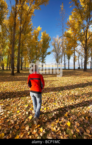 Autumn Trees at Boat Ramp Picnic Area by Khancoban Pondage Snowy Mountains Southern New South Wales Australia Stock Photo