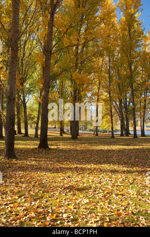 Autumn Trees at Boat Ramp Picnic Area by Khancoban Pondage Snowy Mountains Southern New South Wales Australia Stock Photo