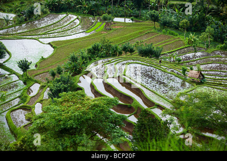 rice terraces, nr Tirtagangga, Bali, Indonesia Stock Photo