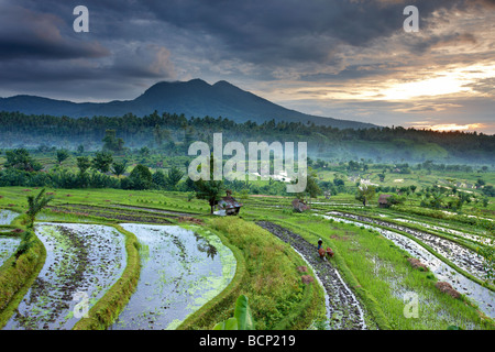 ox driven plough in the terraced rice fields nr Tirtagangga at dawn with the volcanic peak of Gunung Lempuyang, Bali, Indonesia