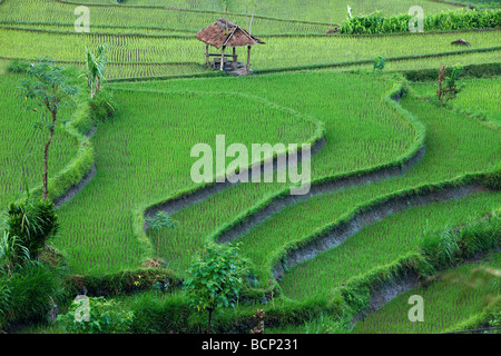 the terraced rice fields, near Tirtagangga, Bali, Indonesia