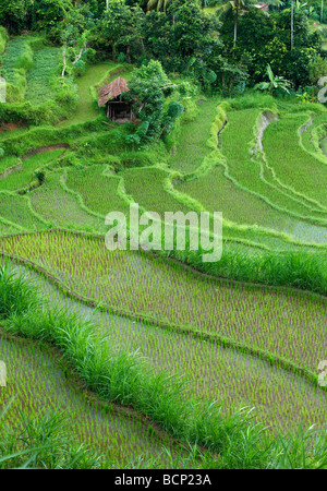 the terraced rice fields, near Tirtagangga, Bali, Indonesia