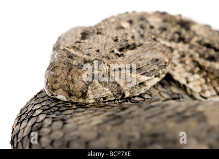 African puff adder snake, Bitis arietans, in front of a white background, studio shot Stock Photo