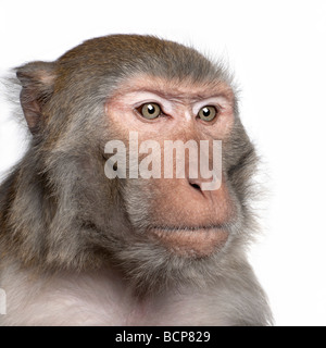 Rhesus Macaque, Macaca mulatta, in front of a white background, studio shot Stock Photo