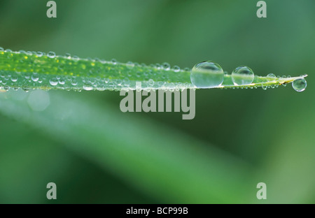 grass stalk dew drops grashalm mit wassertropfen close up chiemsee germany Stock Photo