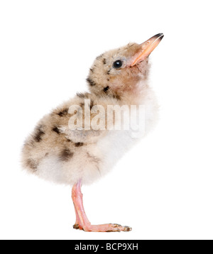 Common Tern chick, Sterna hirundo, 7 days old, in front of a white background, studio shot Stock Photo