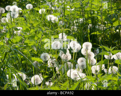 Field of dandelions and nettles in late afternoon sunlight showing fine detail. Stock Photo