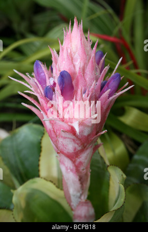 Pink Bromeliad Flower Silver Vase Aechmea fasciata Taken In Croxteth Hall, Liverpool, England, UK Stock Photo