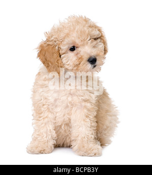 Apricot toy Poodle puppy siting, 9 weeks old, in front of a white background, studio shot Stock Photo