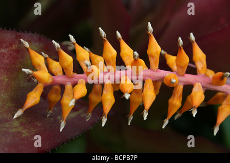 Orange Bromeliad Flower Aechmea Taken In Croxteth Hall, Liverpool, UK Stock Photo