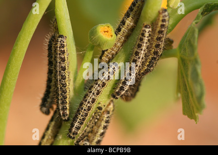 Caterpillars of the Large White also called Cabbage Butterfly or Cabbage White Pieris brassicae Stock Photo