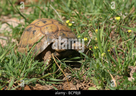 Close up of a Spur thighed Tortoise or Greek Tortoise Testudo graeca in a field Israel April 2009 Stock Photo