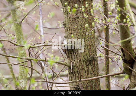 Eurasian Treecreeper (Certhia familiaris) on side of tree Stock Photo