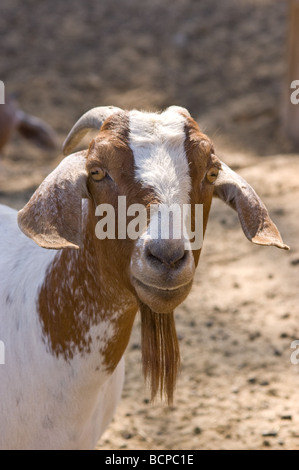A close up shot of a goat Stock Photo