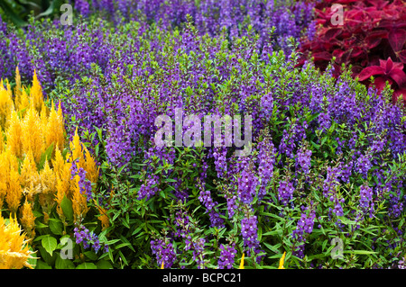 Angelonia angustifolia purple or Summer Snapdragon and Celosia yellow on the left and Coleus on the right Stock Photo