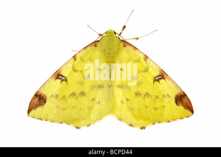 Brimstone Moth Opisthograptis luteolata Stock Photo
