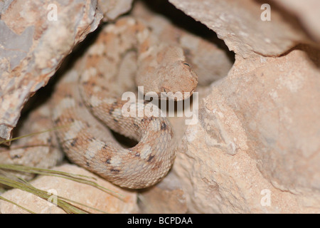 Echis coloratus saw scaled viper Stock Photo
