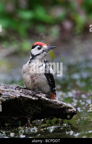 Greater Spotted Woodpecker Dendrocopos major on log in pond Stock Photo