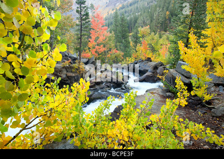 South fork Bishop Creek with fall colored aspens Inyo National Forest Eastern Sierras California Stock Photo
