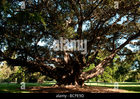 Moreton Bay Fig Ficus macrophylla, strangling fig tree, Royal Botanic Gardens Sydney NSW Australia Stock Photo