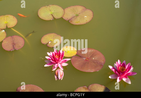Red waterlily, Nymphaea alba, rosea, Sweden Stock Photo