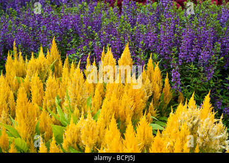 Celosia Yellow and Angelonia angustifolia purple or Summer Snapdragon Stock Photo