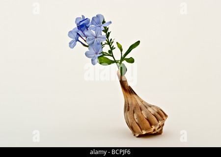 Light purple Plumbago flowers sticking out the edge of a conch shell.  Latin name Plumbago auriculata Stock Photo