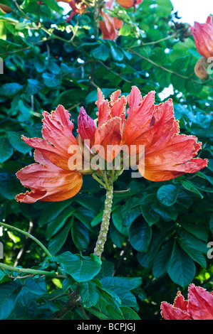 Flowering African Tulip tree Spathodea campanulata Stock Photo