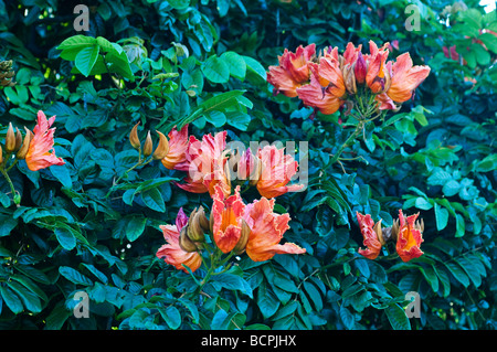 Flowering African Tulip tree Spathodea campanulata Stock Photo