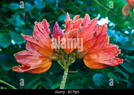 Flowering African Tulip tree Spathodea campanulata Stock Photo