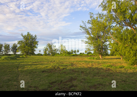 View of empty Sooty Tern Sterna fuscata breeding colony site on Bird Island, Seychelles in April. Stock Photo