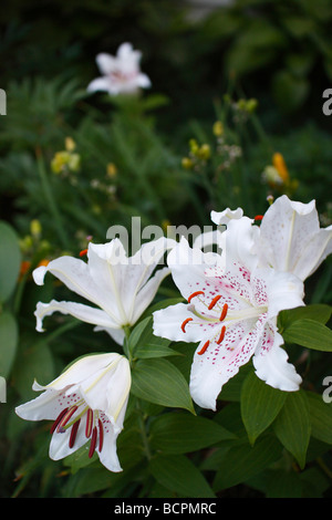 White LILIUM STAR GAZER flowers on green blurry background from above overhead nobody stargazer oriental Casa Blanca vertical hi-res Stock Photo