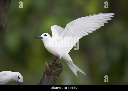 White (Fairy) Tern Gygis alba adult perched on branch with wings open on Bird Island, Seychelles in April. Stock Photo